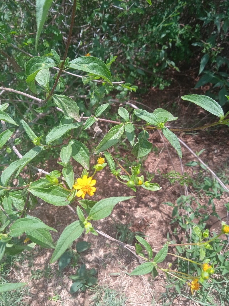 Aspilia gillettii photo 5