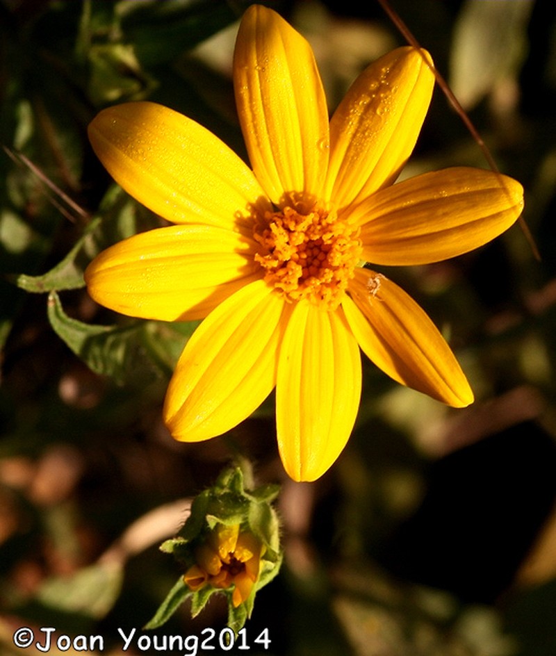 Aspilia gillettii photo 6