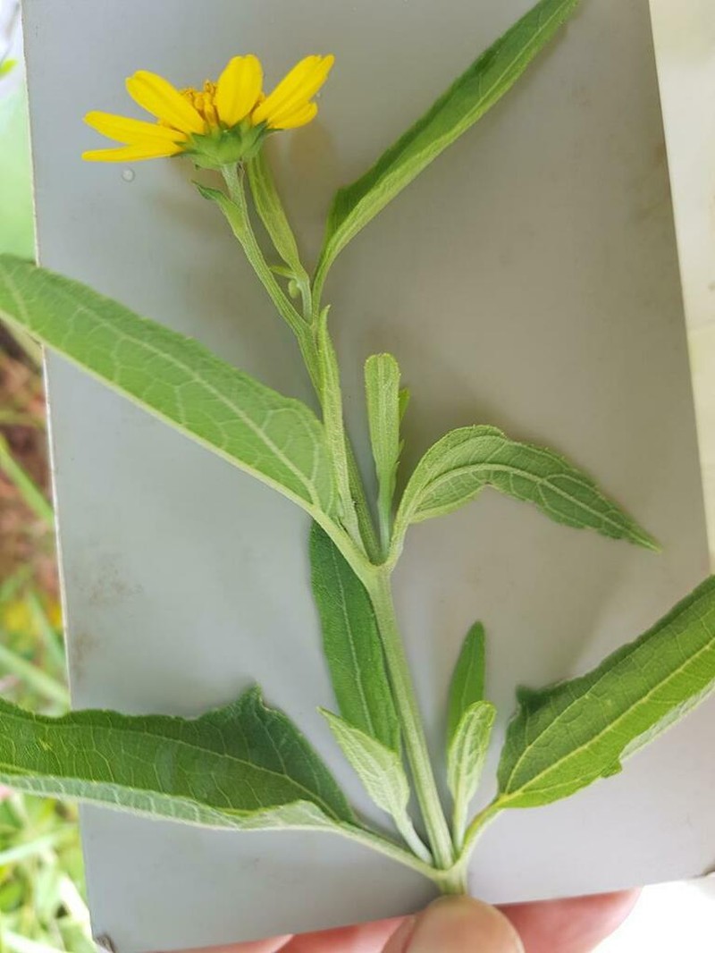 Aspilia gillettii photo 8