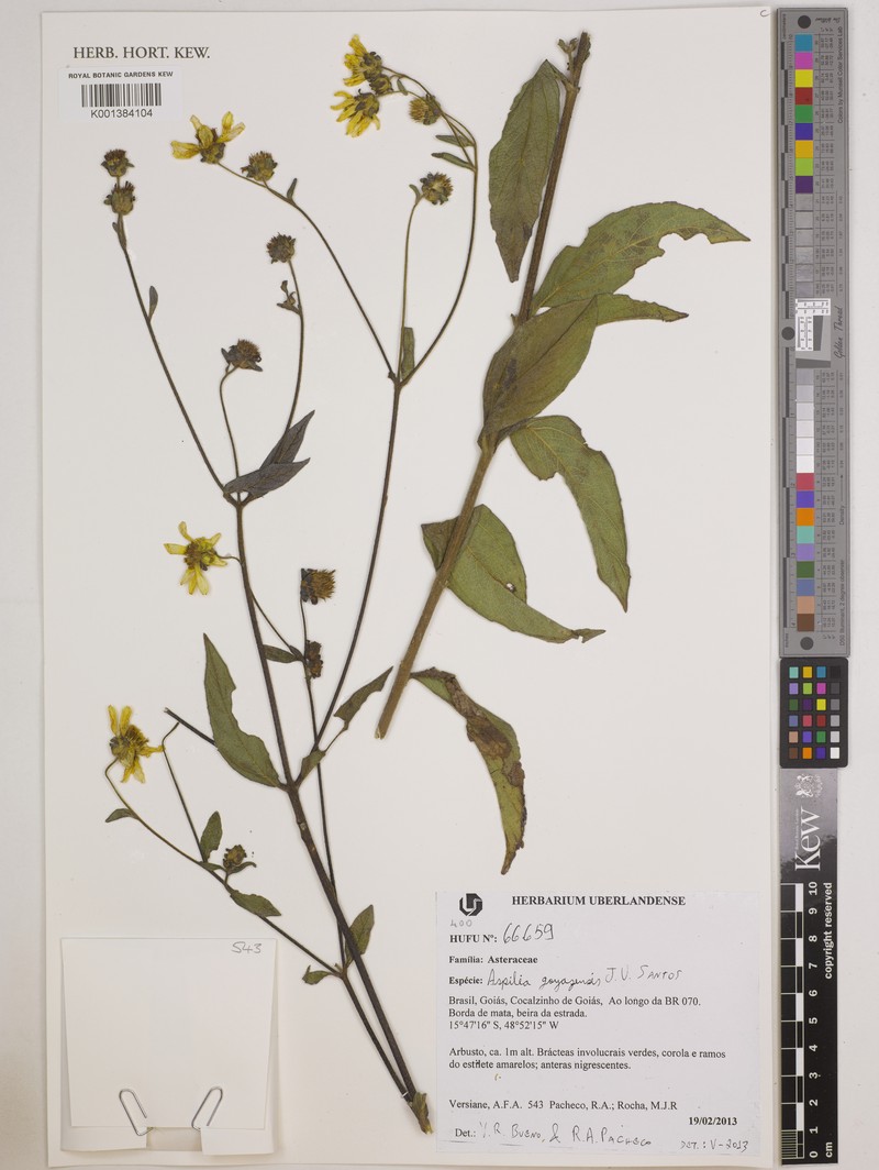 Aspilia goiazensis