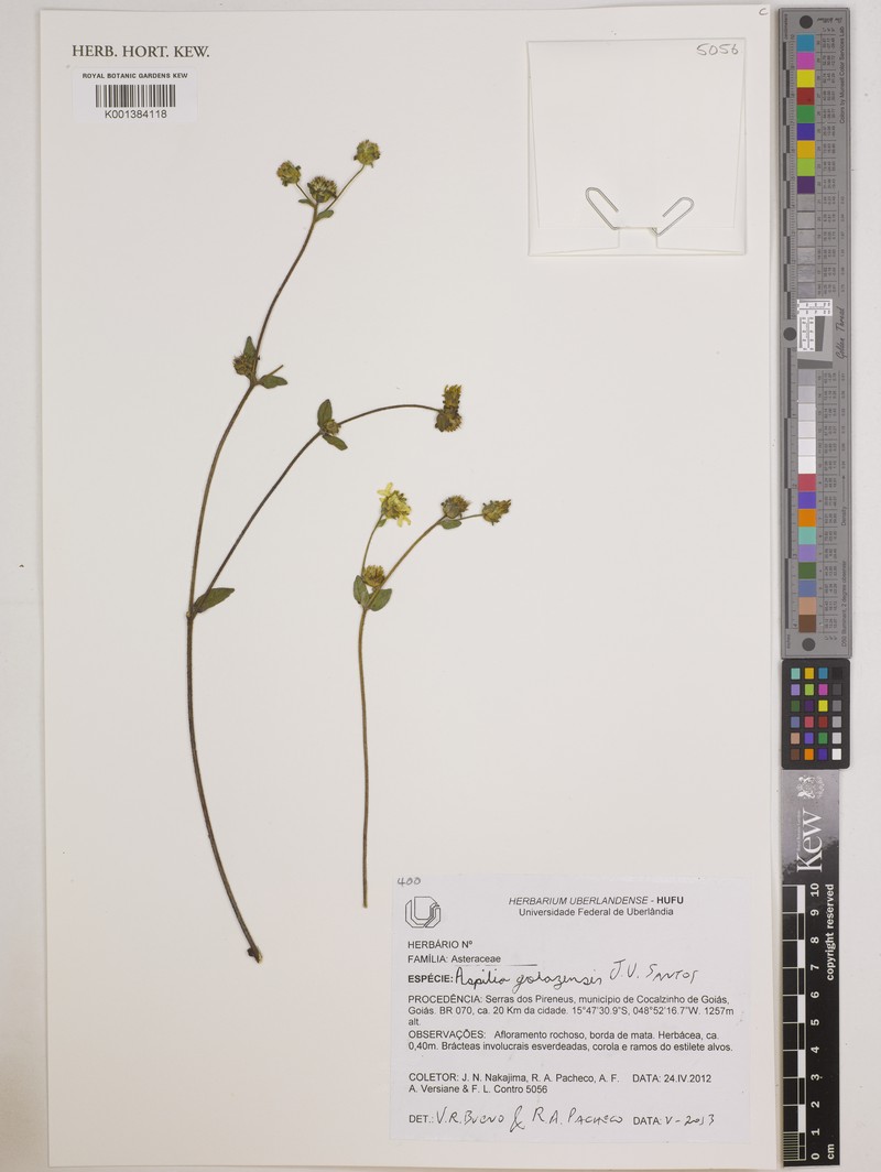 Aspilia goiazensis photo 2