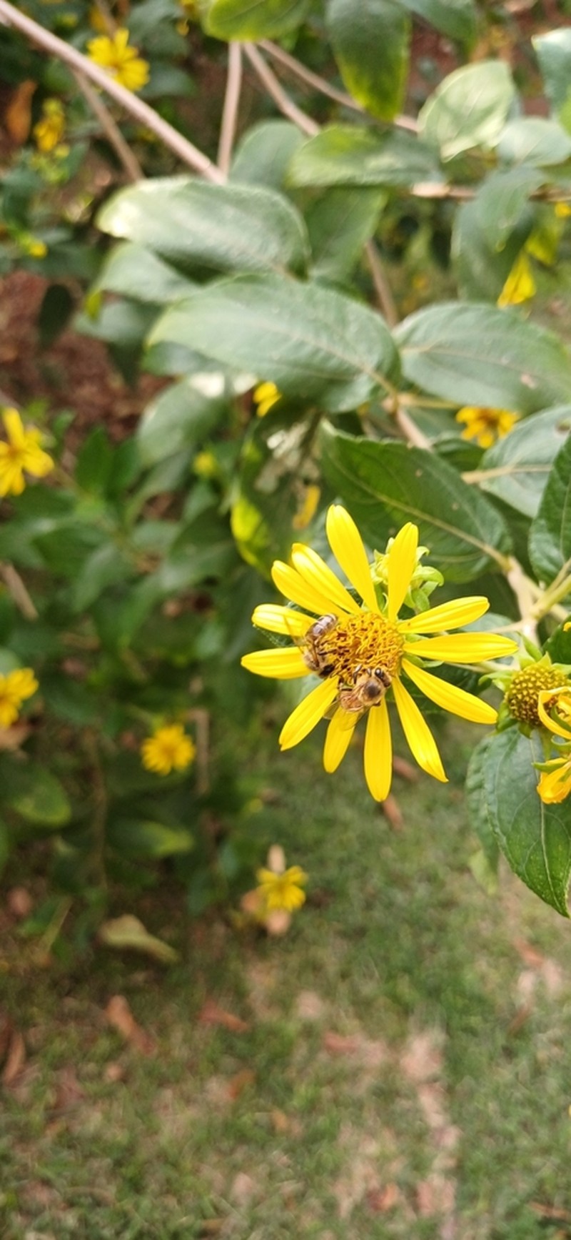 Aspilia grazielae