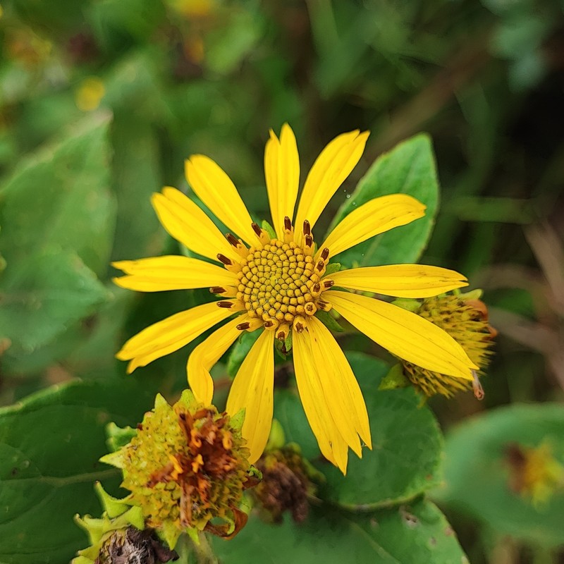 Aspilia grazielae photo 6