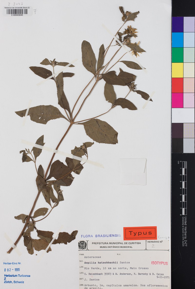 Aspilia hatschbachii