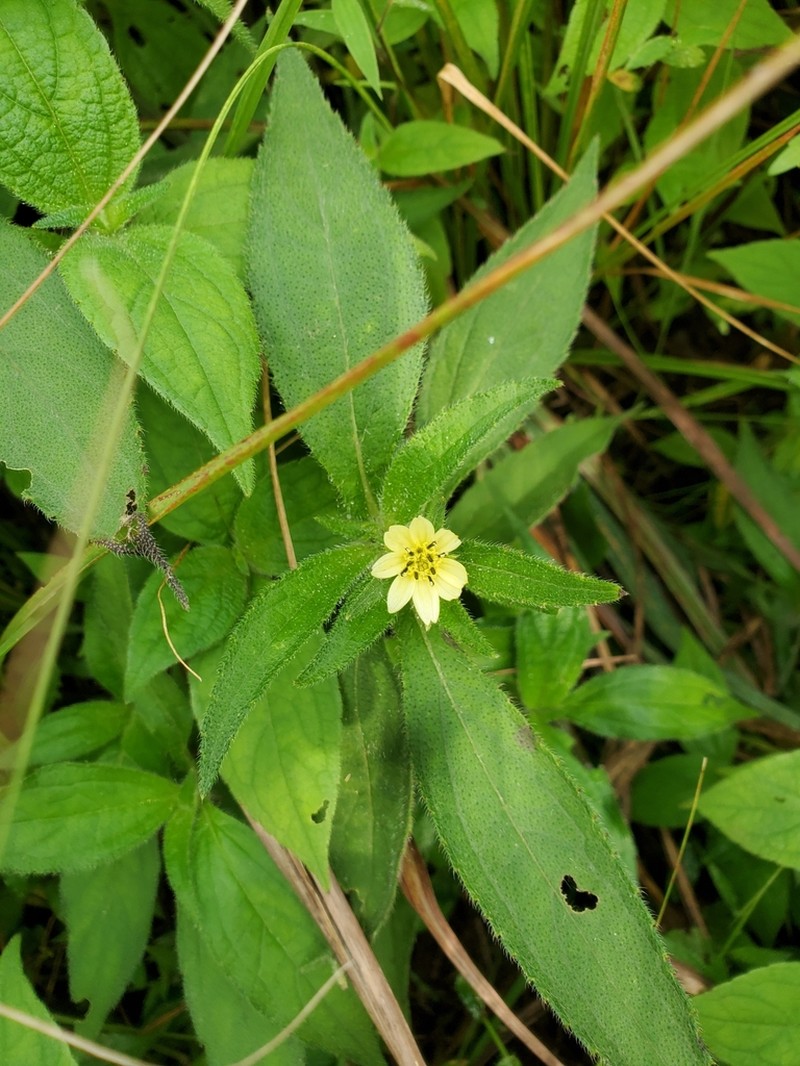 Aspilia helianthoides photo 3
