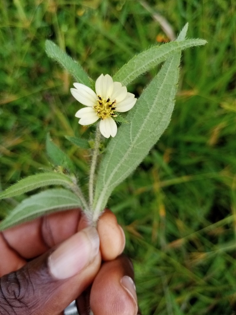 Aspilia helianthoides photo 5