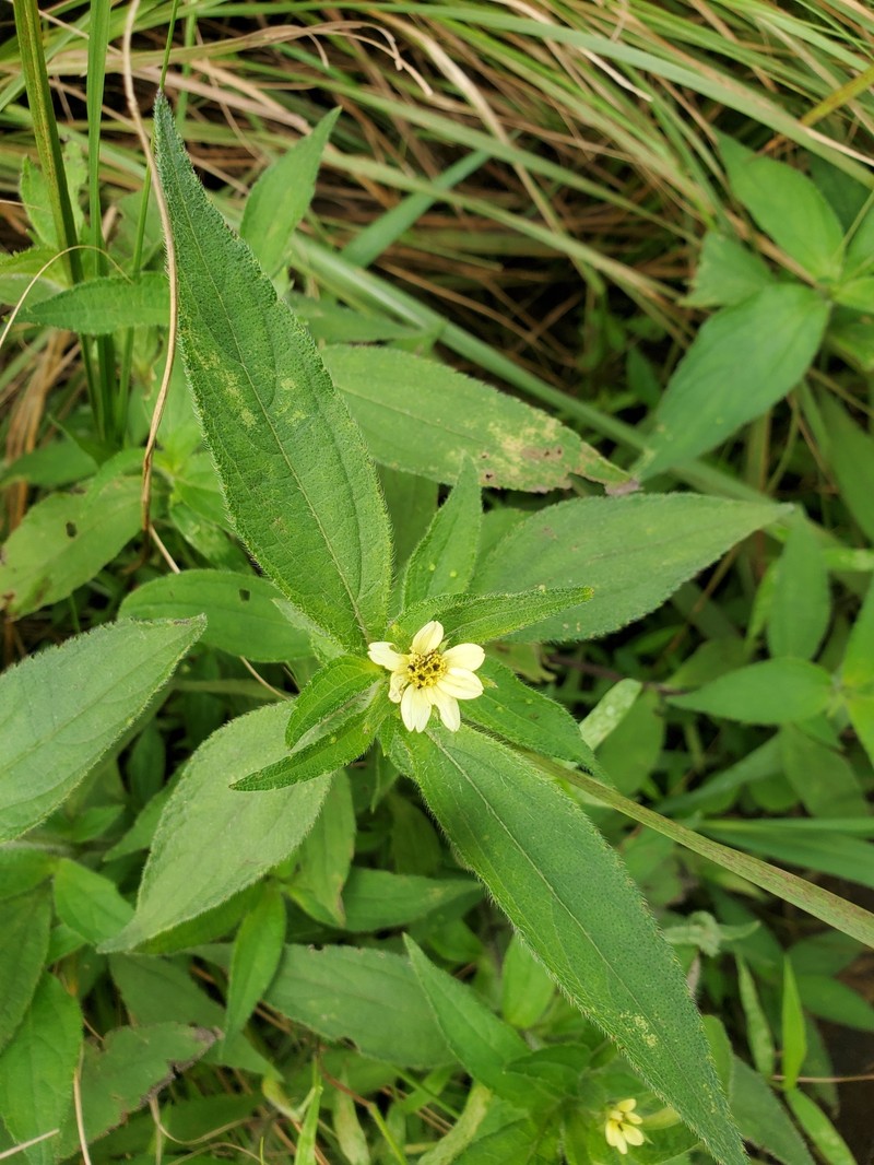 Aspilia helianthoides photo 6
