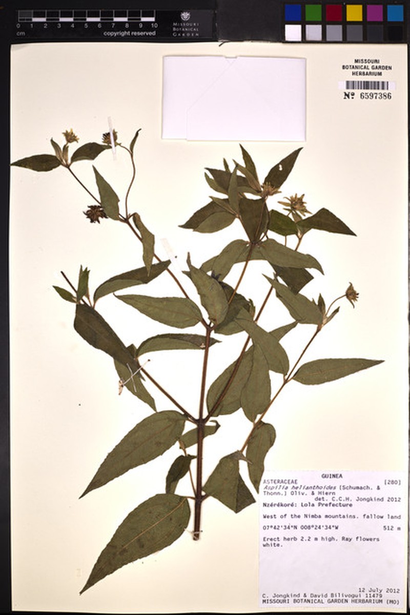 Aspilia helianthoides photo 7