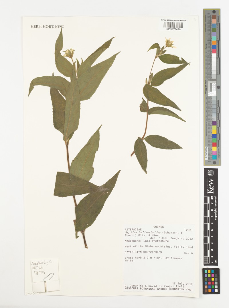 Aspilia helianthoides photo 8