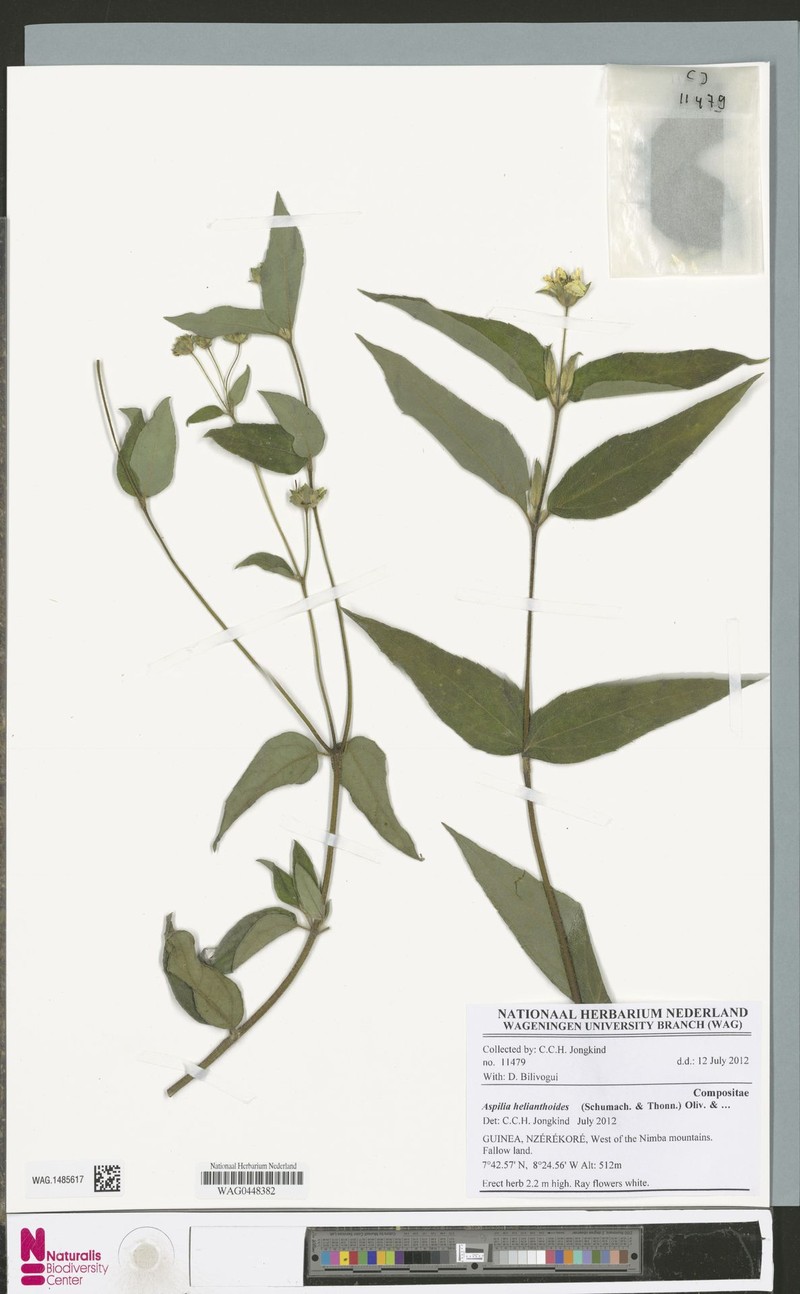 Aspilia helianthoides photo 2
