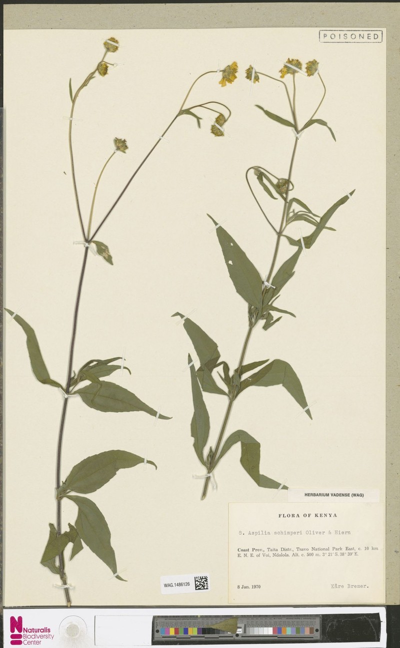 Aspilia helianthoides subsp. prieureana