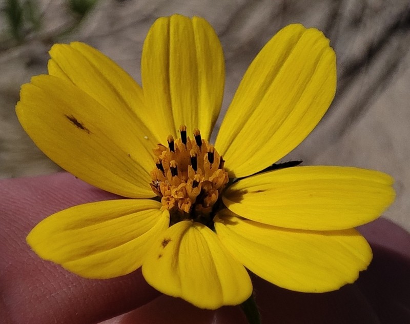Aspilia itabaianensis photo 2