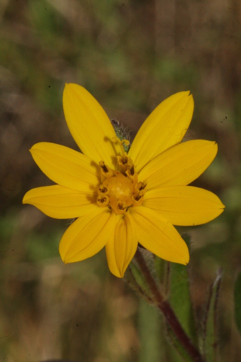 Aspilia itabaianensis