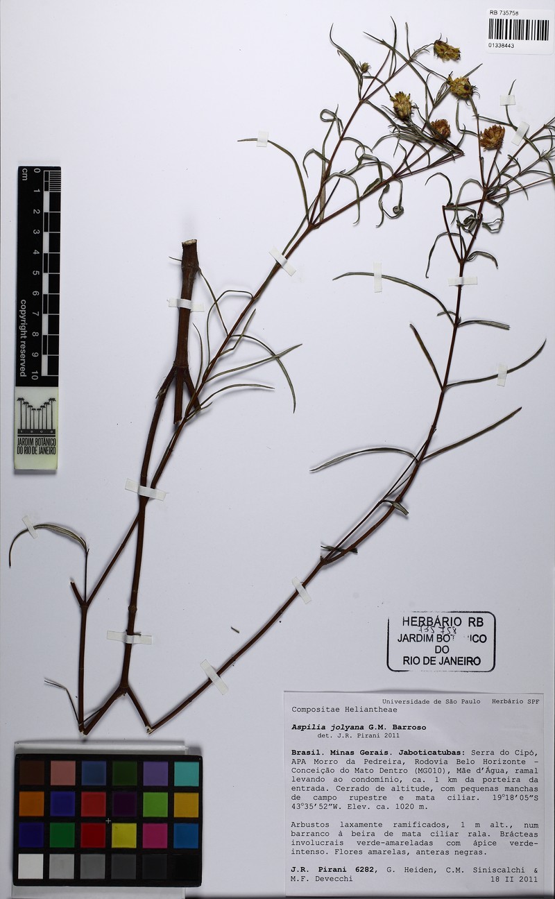 Aspilia jolyana