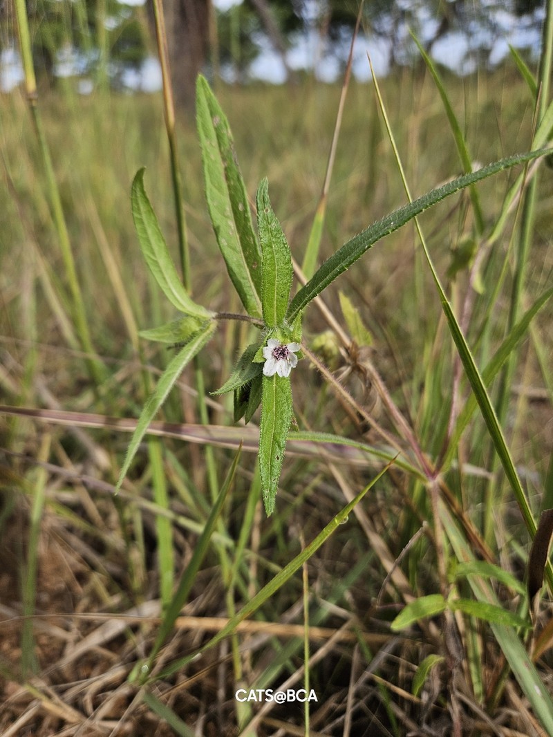 Aspilia kotschyi var. alba