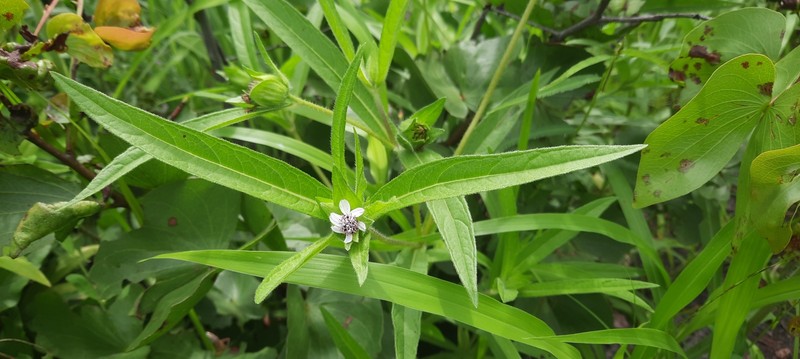 Aspilia kotschyi var. alba photo 2