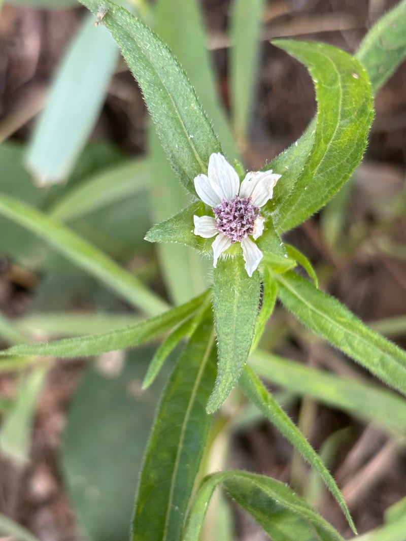 Aspilia kotschyi var. alba photo 3