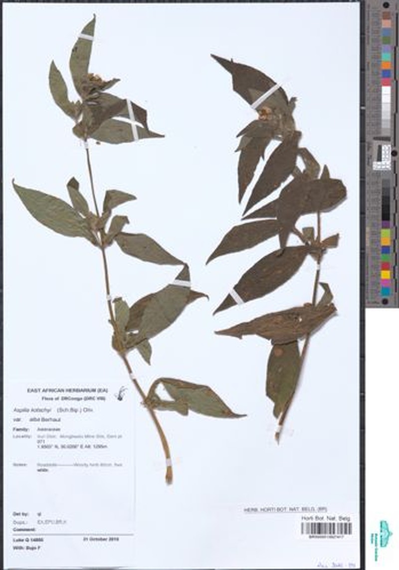 Aspilia kotschyi var. alba photo 4