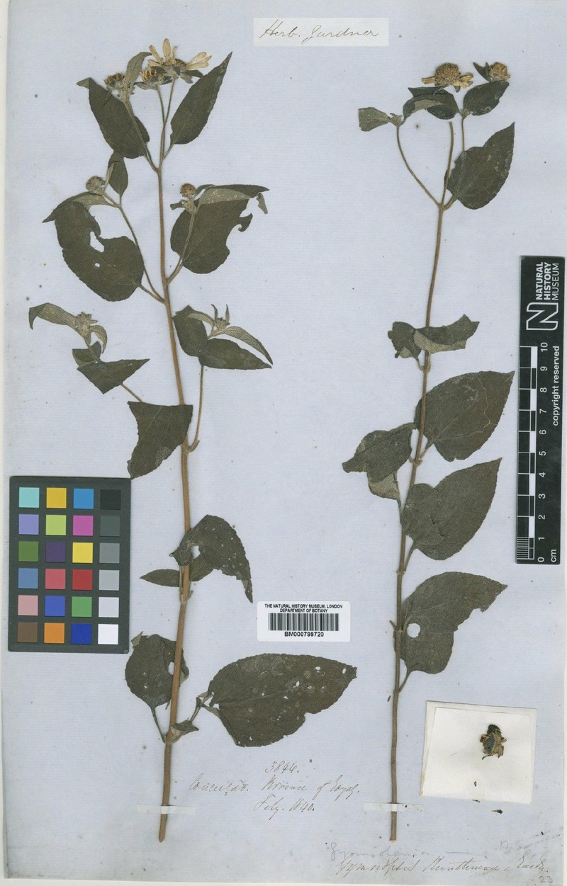Aspilia kunthiana