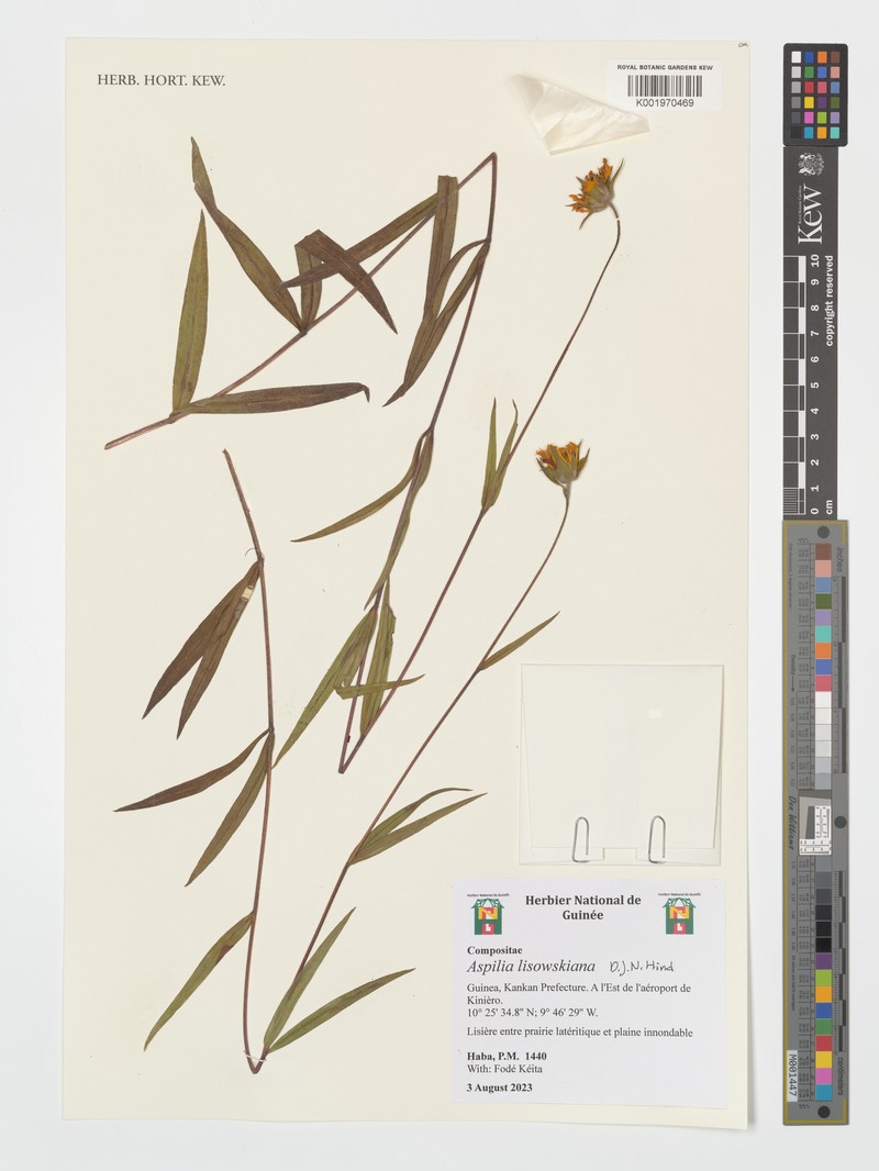 Aspilia lisowskiana