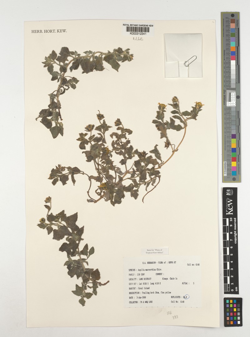 Aspilia macrorrhiza photo 3