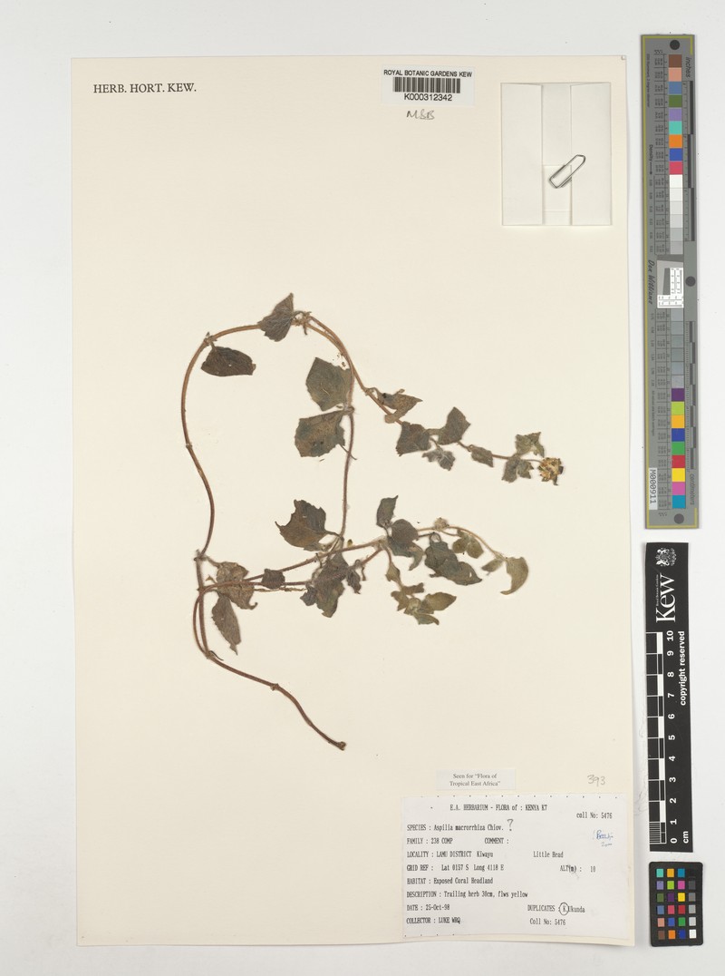 Aspilia macrorrhiza photo 4