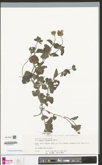 Aspilia macrorrhiza