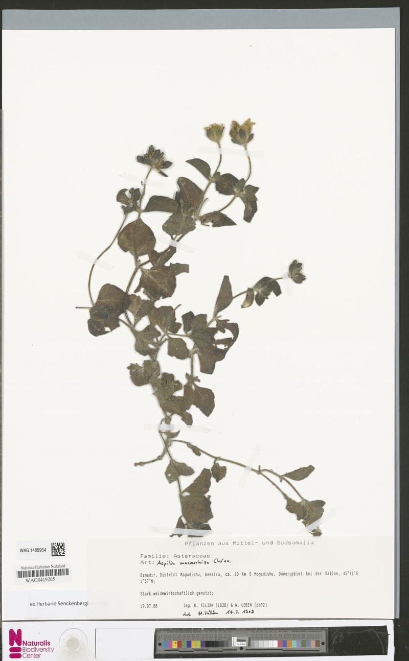 Aspilia macrorrhiza