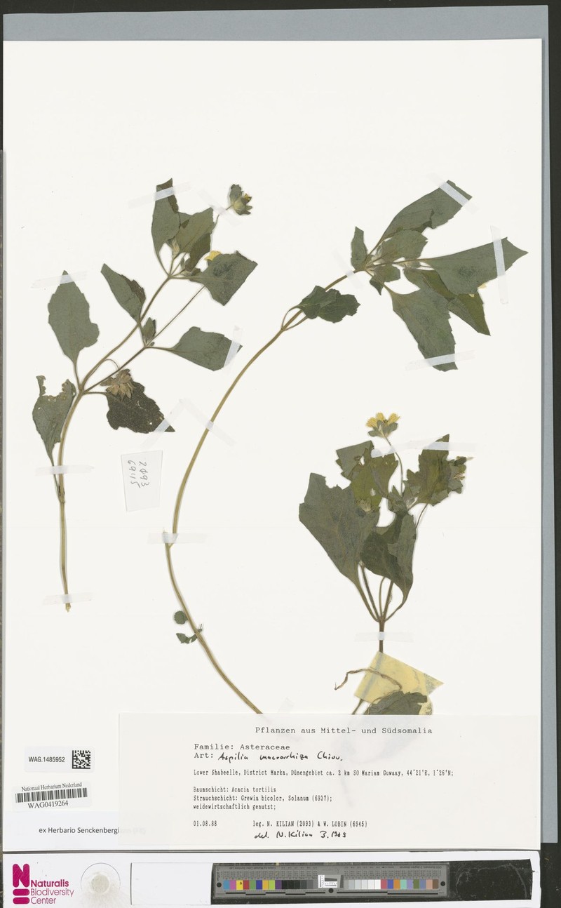 Aspilia macrorrhiza photo 2