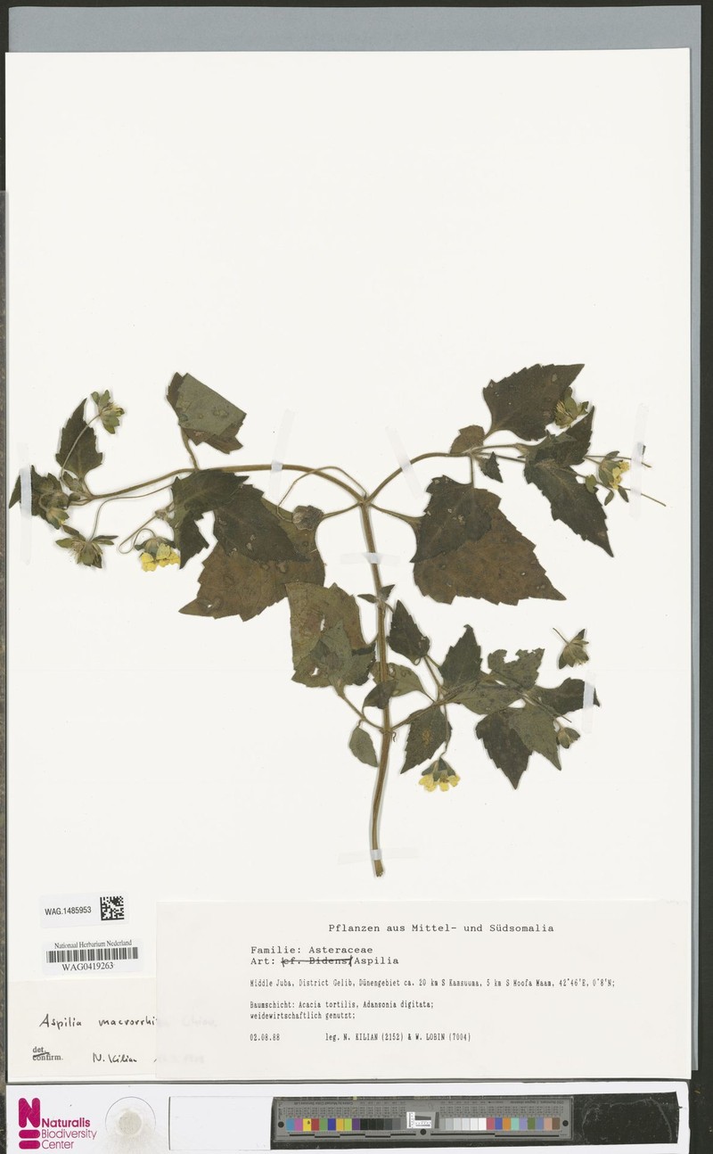 Aspilia macrorrhiza photo 3