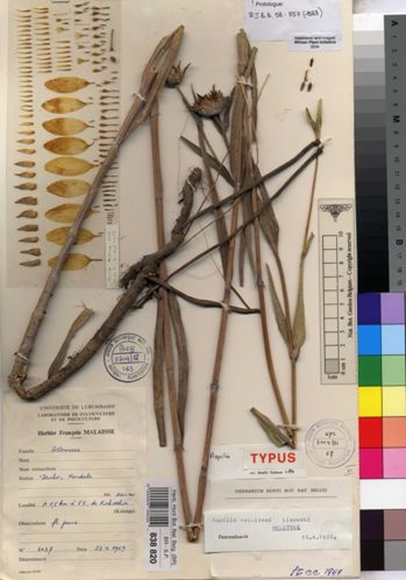Aspilia malaissei
