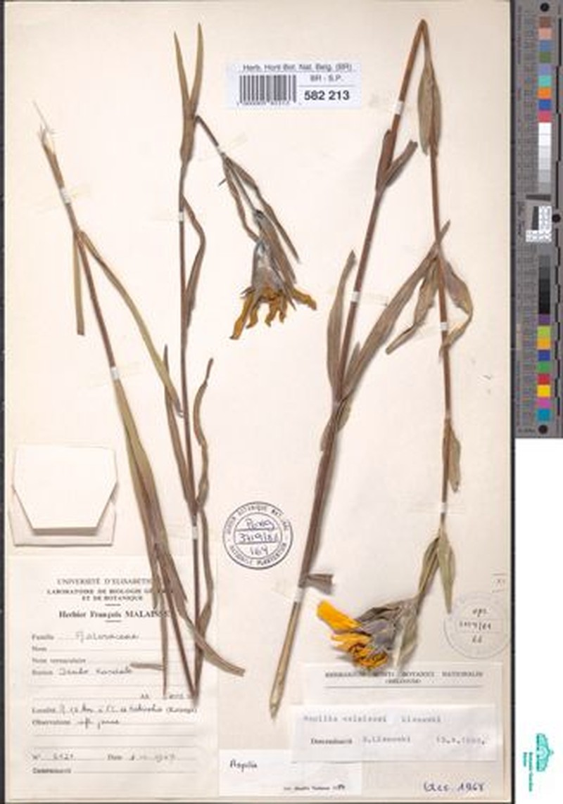 Aspilia malaissei photo 2