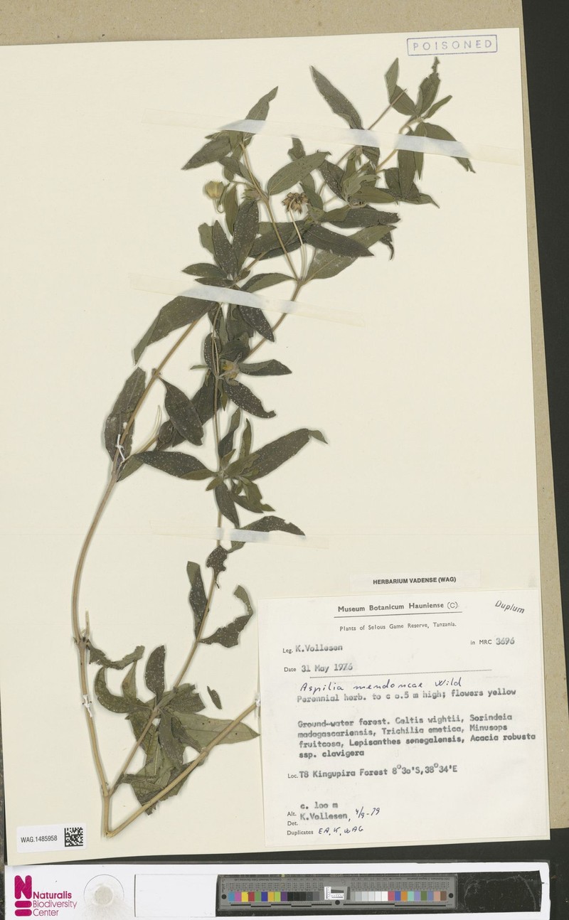 Aspilia mendoncae