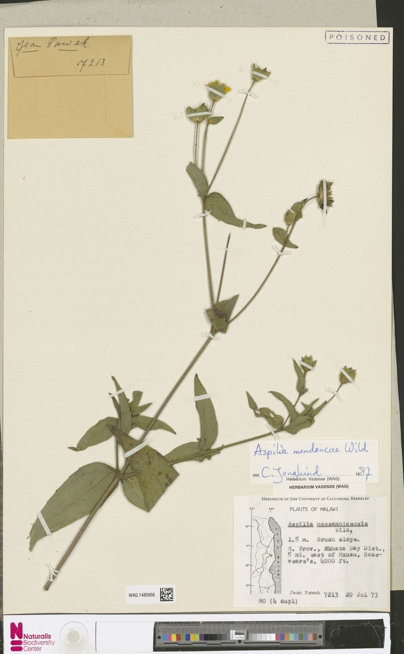 Aspilia mendoncae photo 2