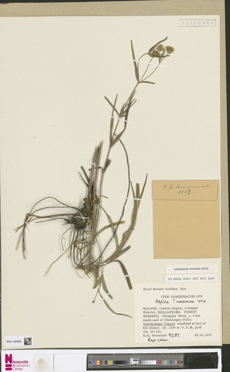 Aspilia mendoncae photo 3