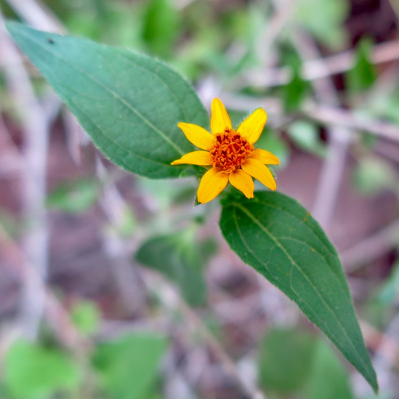 Aspilia mossambicensis photo 3