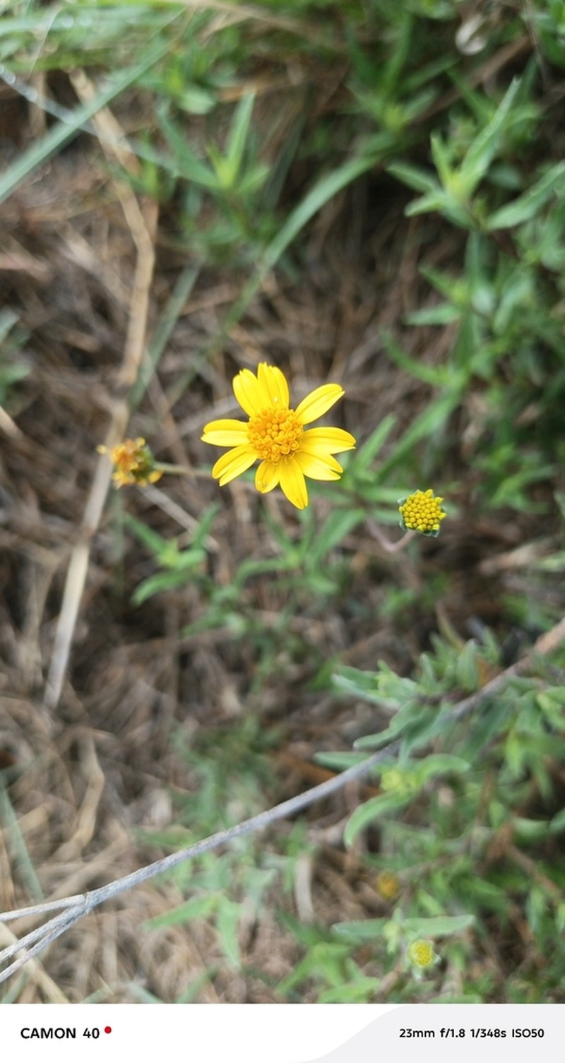 Aspilia mossambicensis photo 5