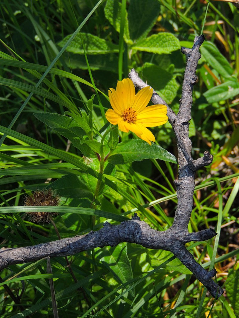 Aspilia natalensis photo 2