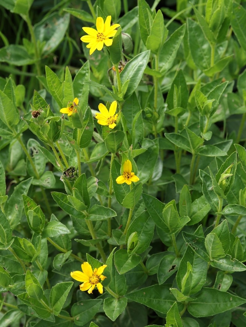 Aspilia natalensis photo 3