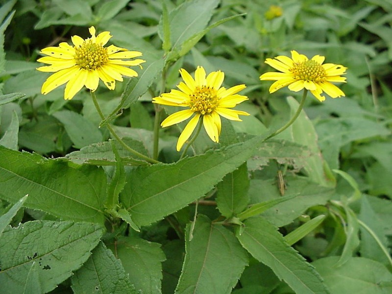 Aspilia natalensis photo 4