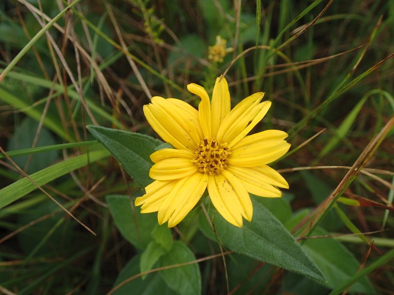 Aspilia natalensis photo 5