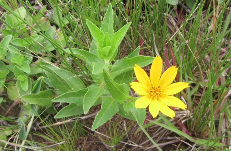 Aspilia natalensis photo 6
