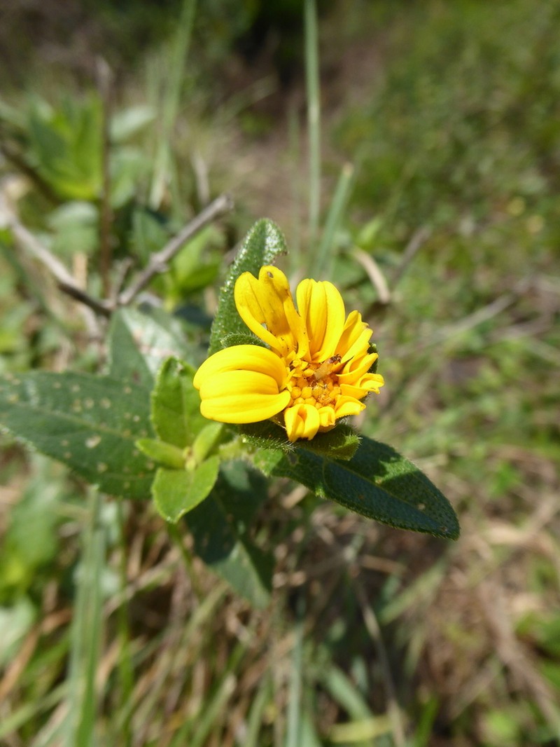 Aspilia natalensis photo 7