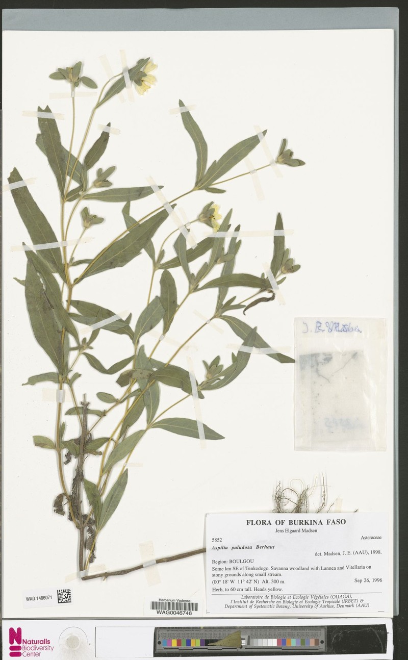 Aspilia paludosa