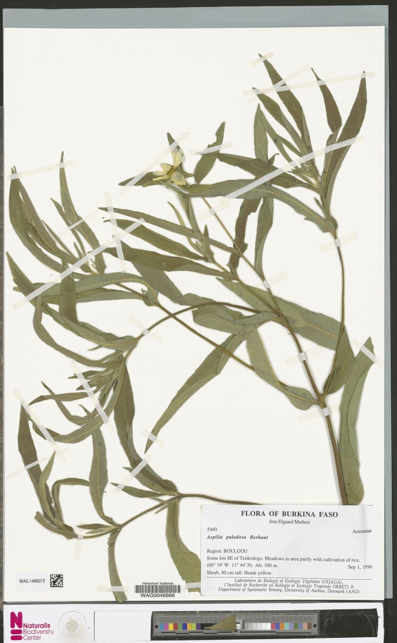 Aspilia paludosa photo 2