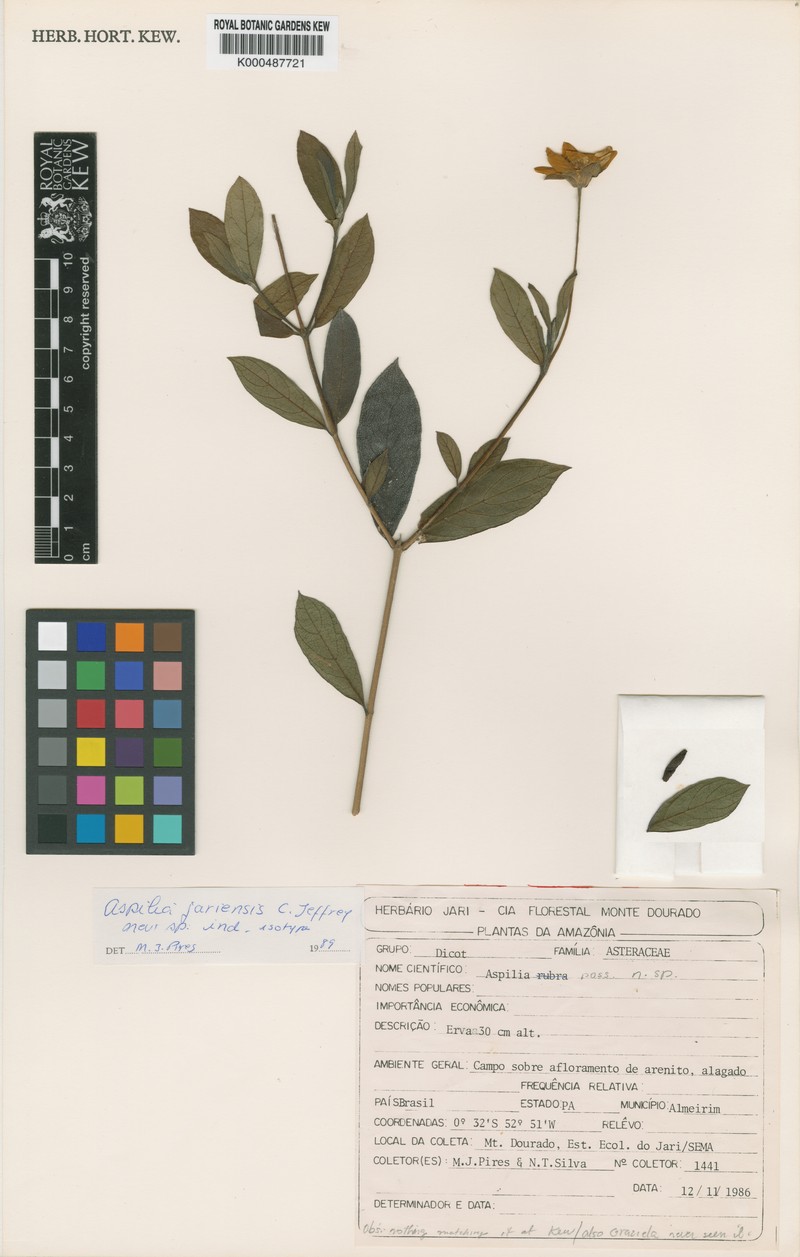 Aspilia paraensis