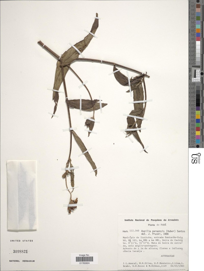 Aspilia paraensis photo 2