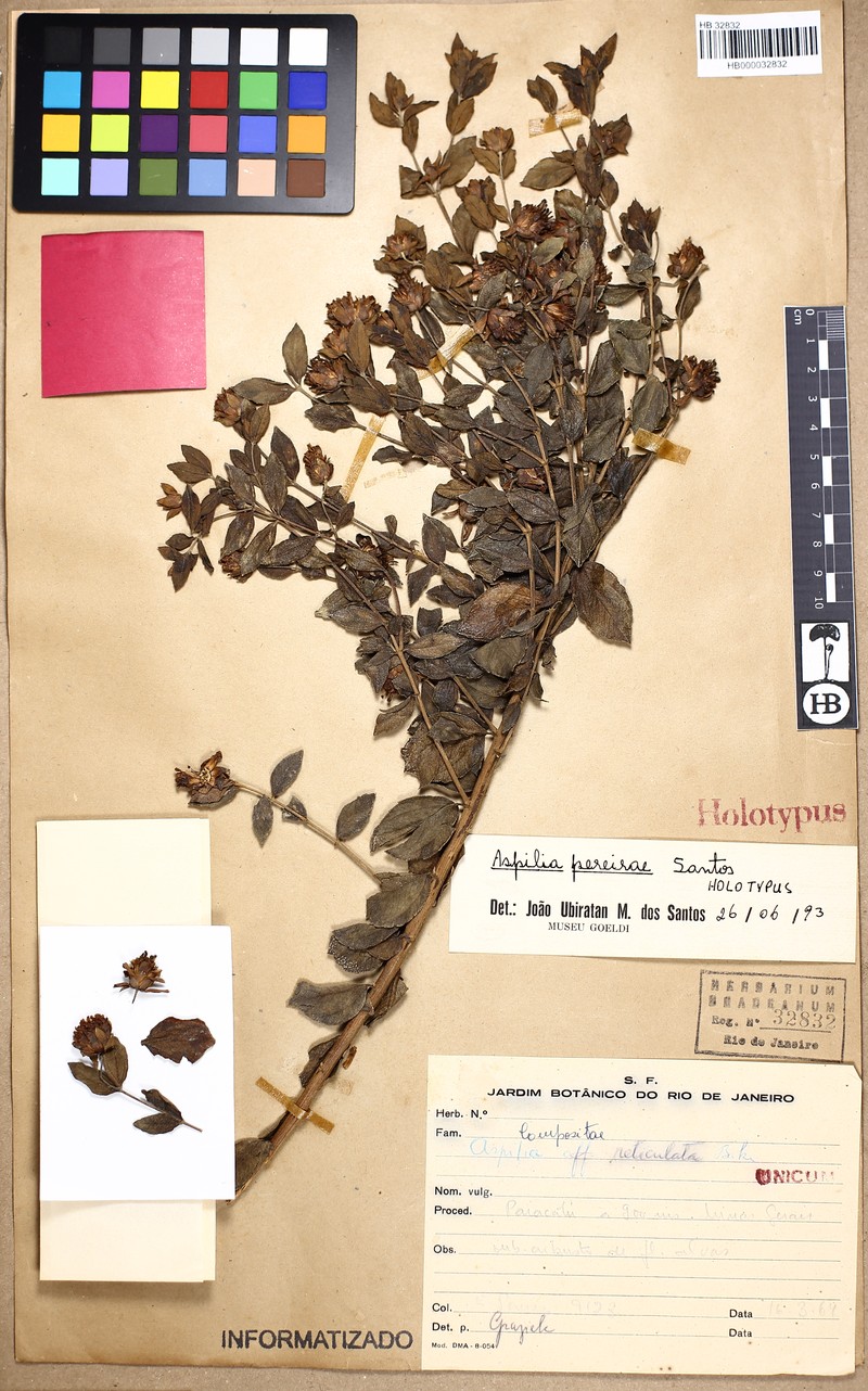 Aspilia pereirae