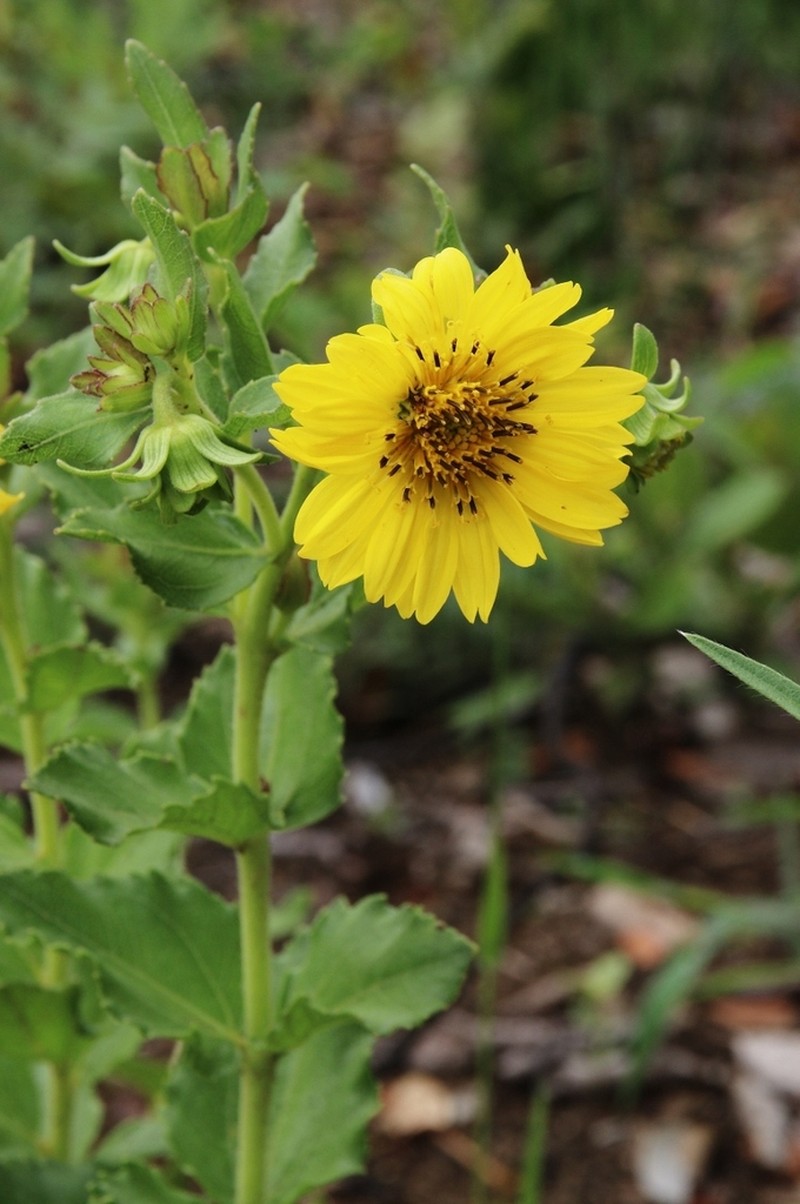 Aspilia platyphylla