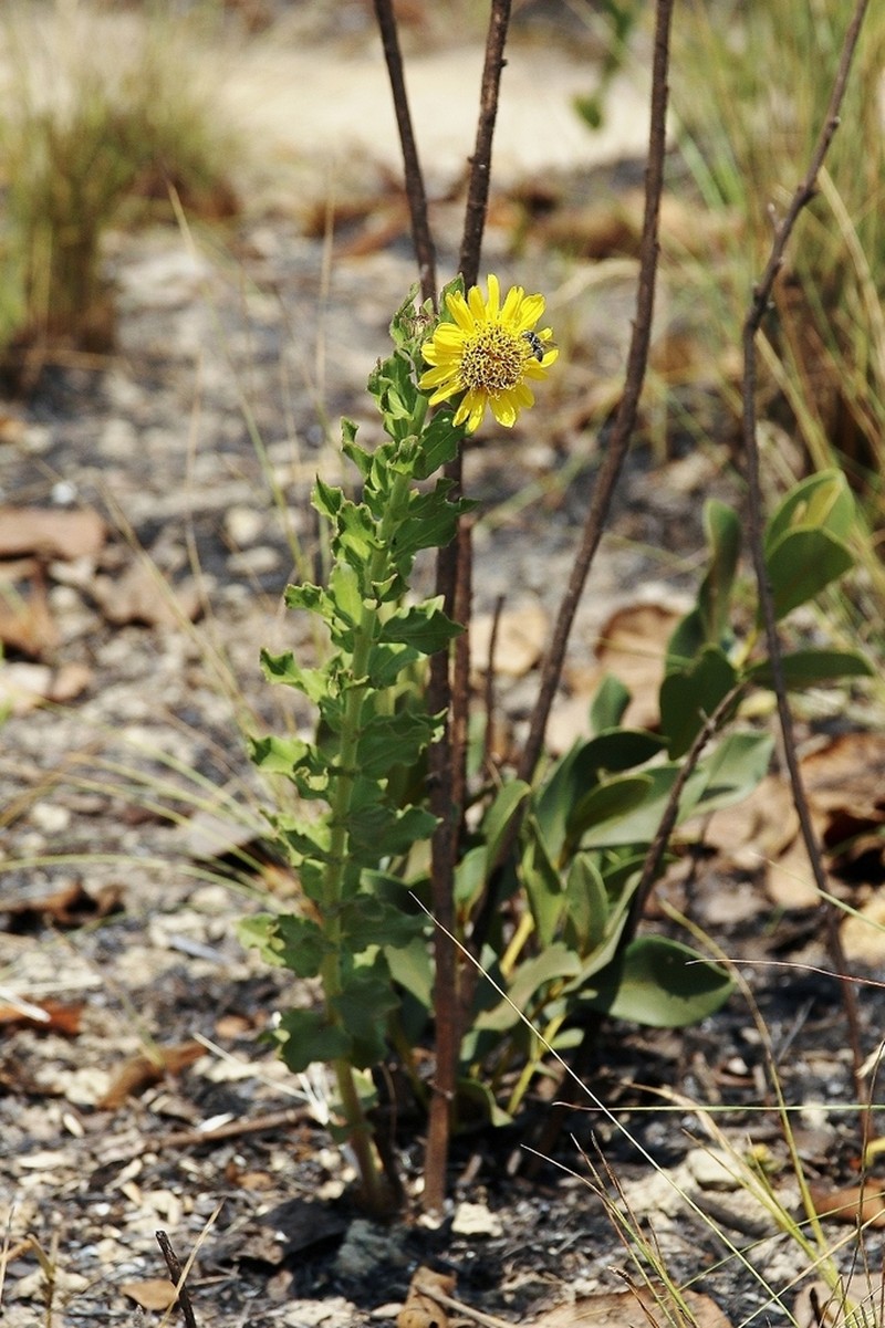 Aspilia platyphylla photo 2